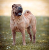 Étalon Shar Pei - CH. Jeu d'amour du grain de beauté