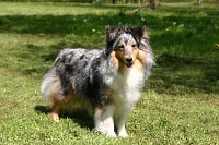 Étalon Shetland Sheepdog - Leïa Des Gardiens Du Flot Bleu