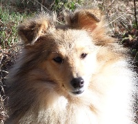 Étalon Shetland Sheepdog - New morning sky Of blue tails