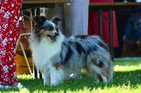 Étalon Shetland Sheepdog - Nom de code leon Des Gardiens Du Flot Bleu