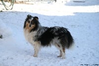 Étalon Shetland Sheepdog - Love me darling Des Bergers Du Landas