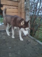 Étalon Siberian Husky - Liubov's Minimoye