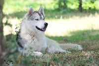 Étalon Siberian Husky - Jumpy jack flash Of Noble's Snowstars