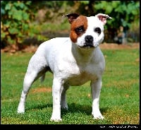 Étalon Staffordshire Bull Terrier - Lay'tika The Little Devil Of Breizh