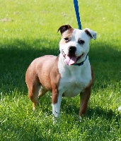 Étalon Staffordshire Bull Terrier - Querida mia Des Fées Noires