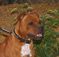 Étalon Staffordshire Bull Terrier - *pink* passion ultime Des Fées Noires