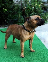 Étalon Staffordshire Bull Terrier - rabid staff's Belle starr