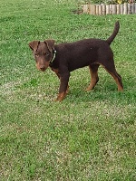 Étalon Terrier de chasse allemand - Nina Des Vergers Lecqueraye