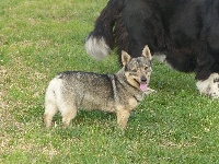 Étalon Spitz des Visigoths - Jade of Sheytane