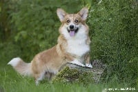 Étalon Welsh Corgi Pembroke - Mystere julius de La caverne des anges