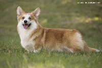 Étalon Welsh Corgi Pembroke - CH. Le petit prince La caverne des anges