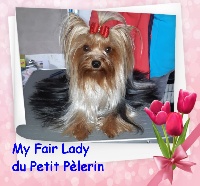 Étalon Yorkshire Terrier - My fair lady Du Petit Pelerin