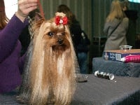 Étalon Yorkshire Terrier - I'okay de l'aber wrac'h