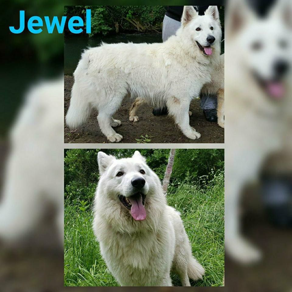 Jewel (Sans Affixe)