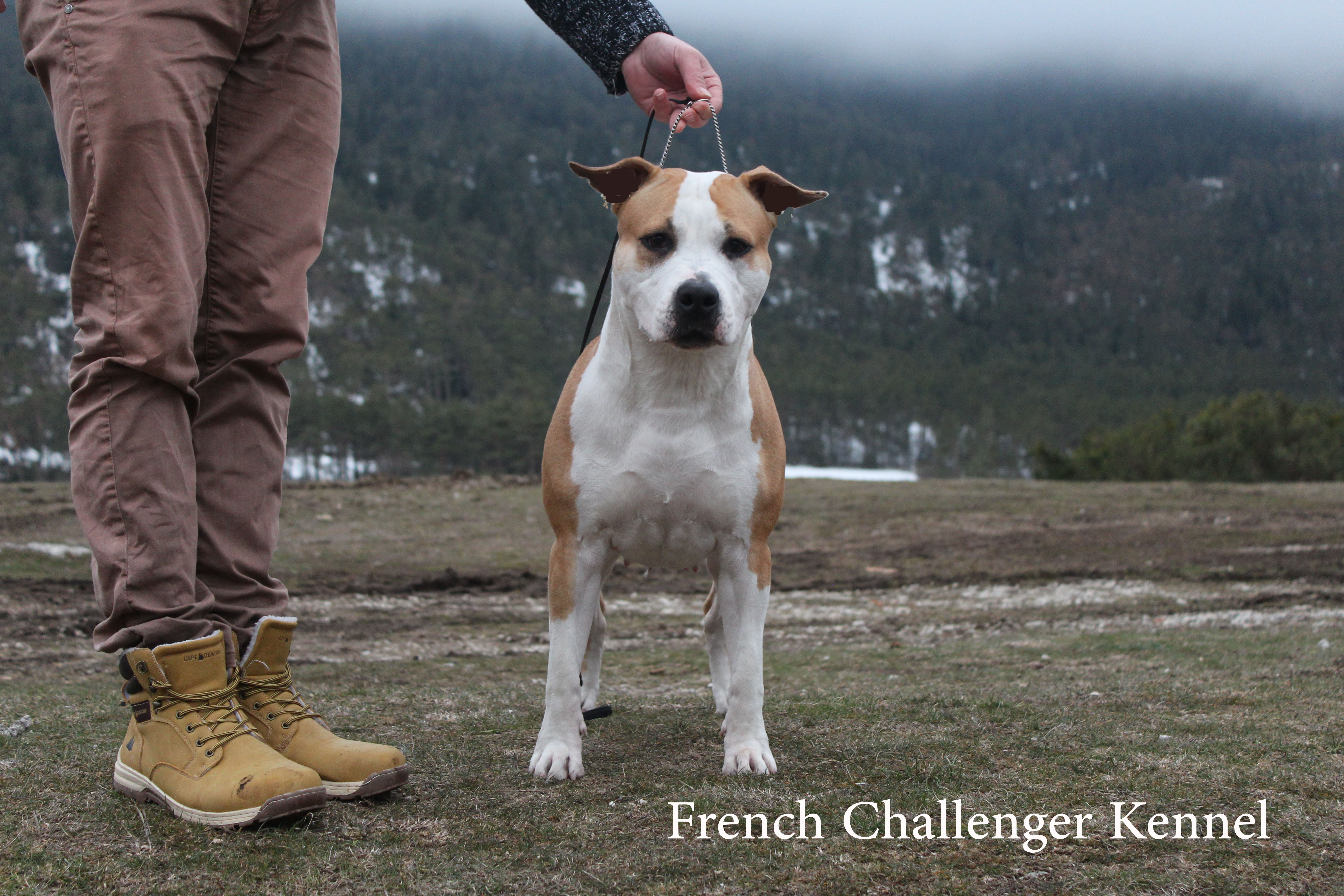 Publication : French Challenger Auteur : French Challenger