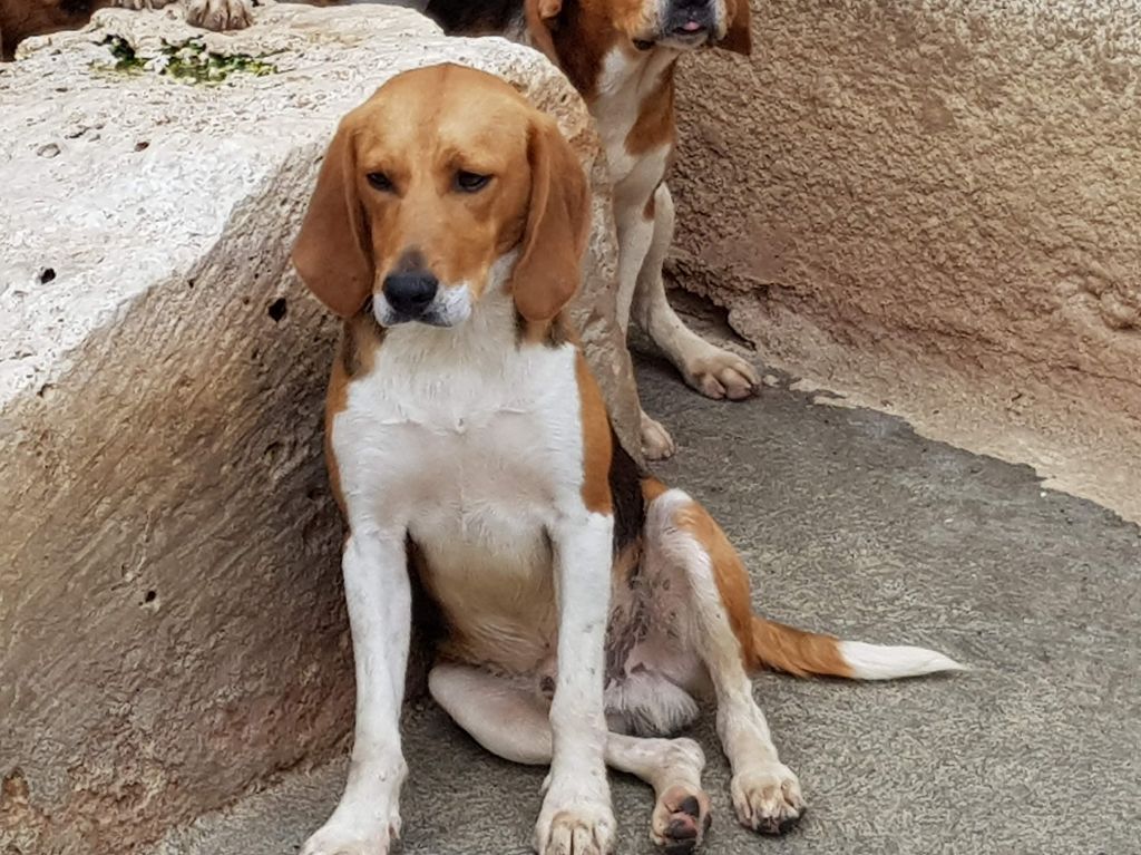 Publication : de la chaume à tous vents