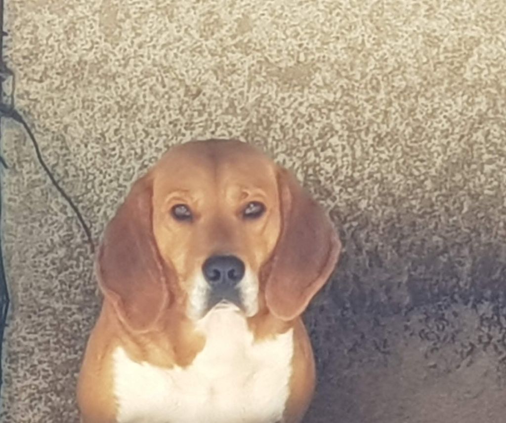 Publication : de la chaume à tous vents 