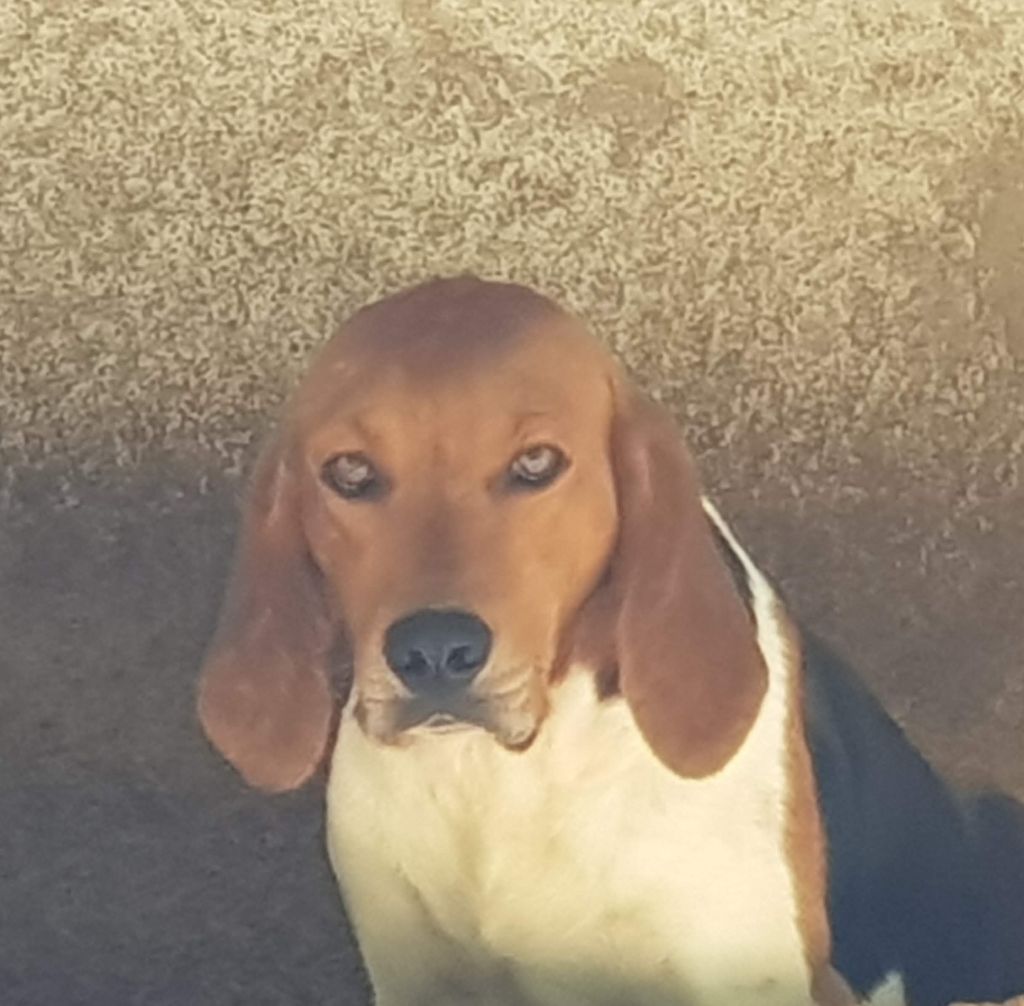 Publication : de la chaume à tous vents 