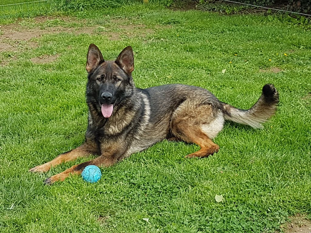 Publication : An durzhunell 