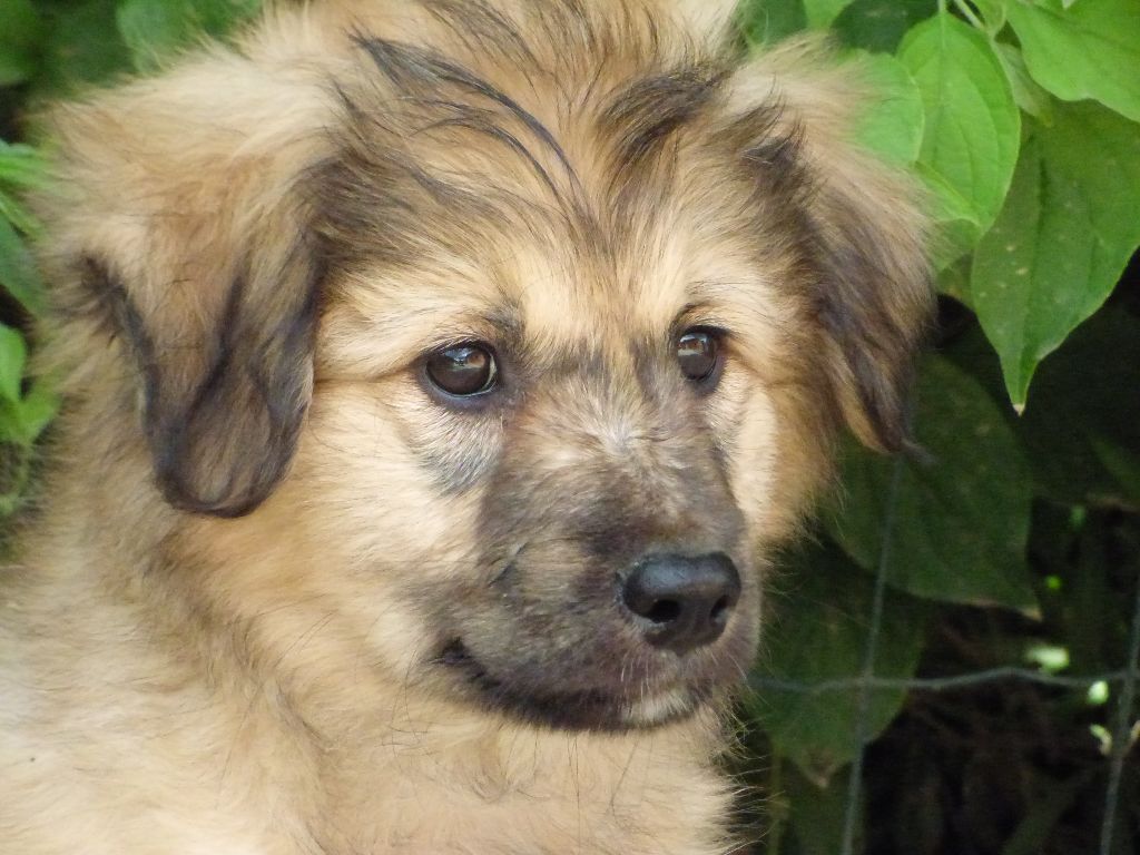 Publication : Du Grand Buech 