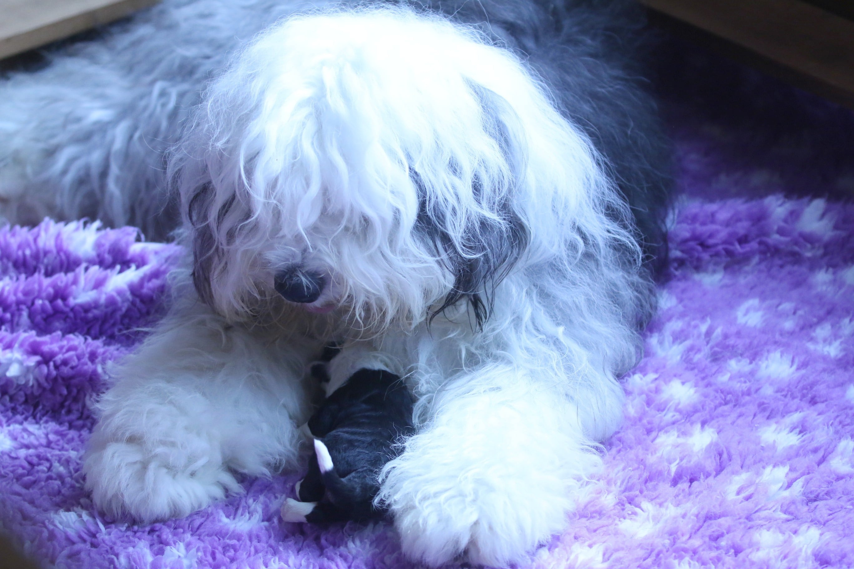 Publication : de la ferme des Mottes 