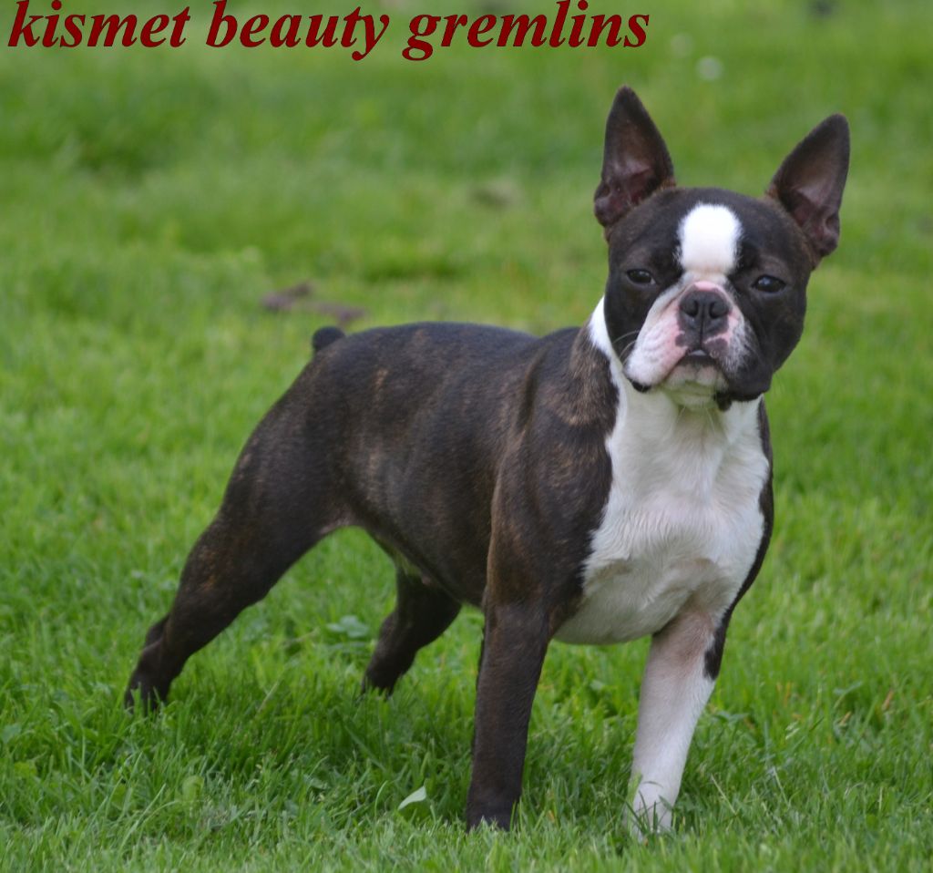 Kismet beauty gremlins