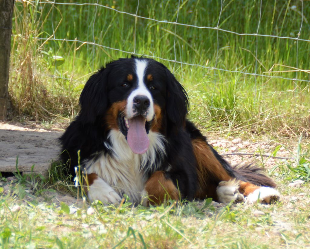 Publication : du Domaine du Chai de Majolan Auteur : Du Domaine Du Chai De Majolan