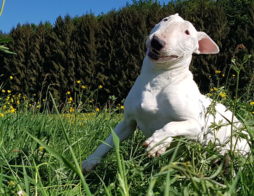 Publication : Du Cajarc 