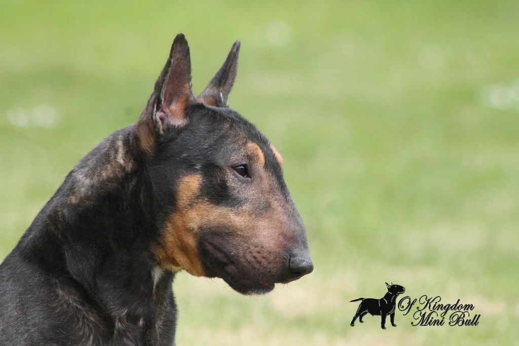 Luther Of Kingdom Mini Bull