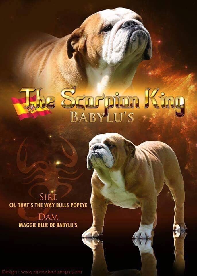 The scorpion king babylu's
