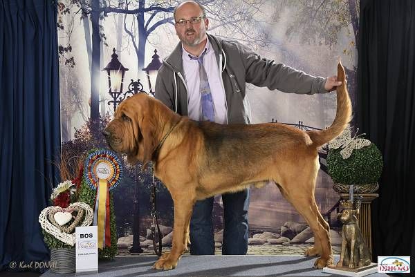 Publication : de la voix royale Auteur : La voix Royale