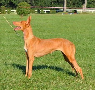 CH. Farafra arsinoé