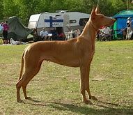 CH. siphra's Hunting girl