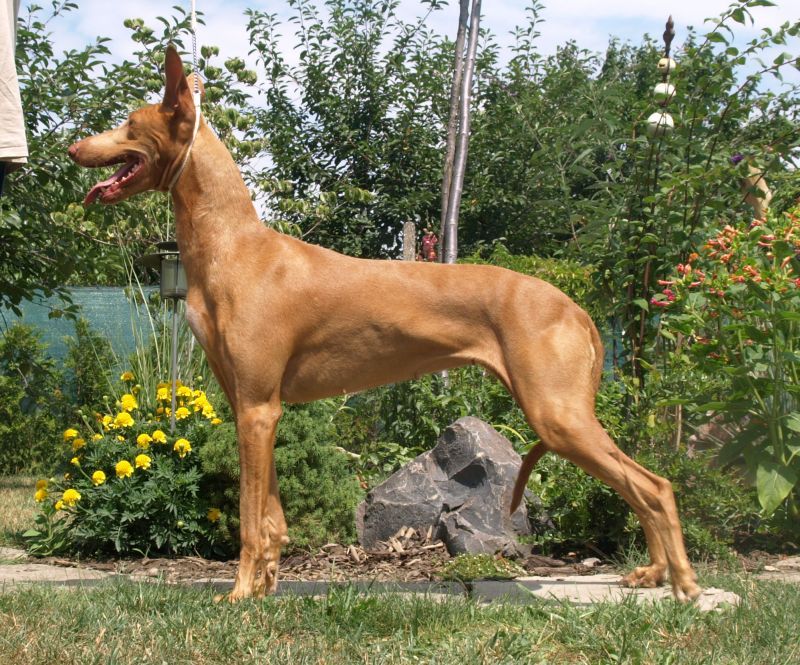 CH. Brigitte bardot arsinoé