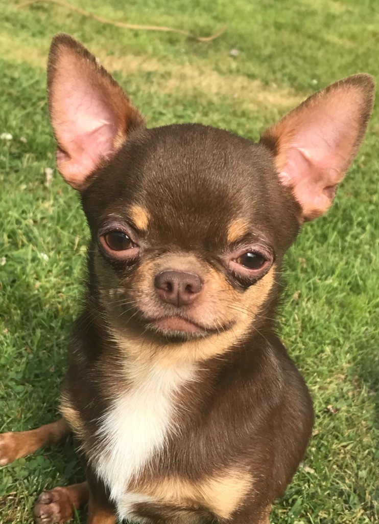 Michoco Di Casa Borgo