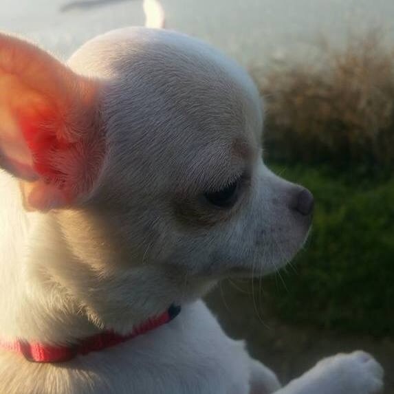 Publication : des contes de Varmos 