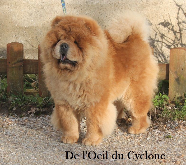 Publication : de l'Oeil du Cyclone 