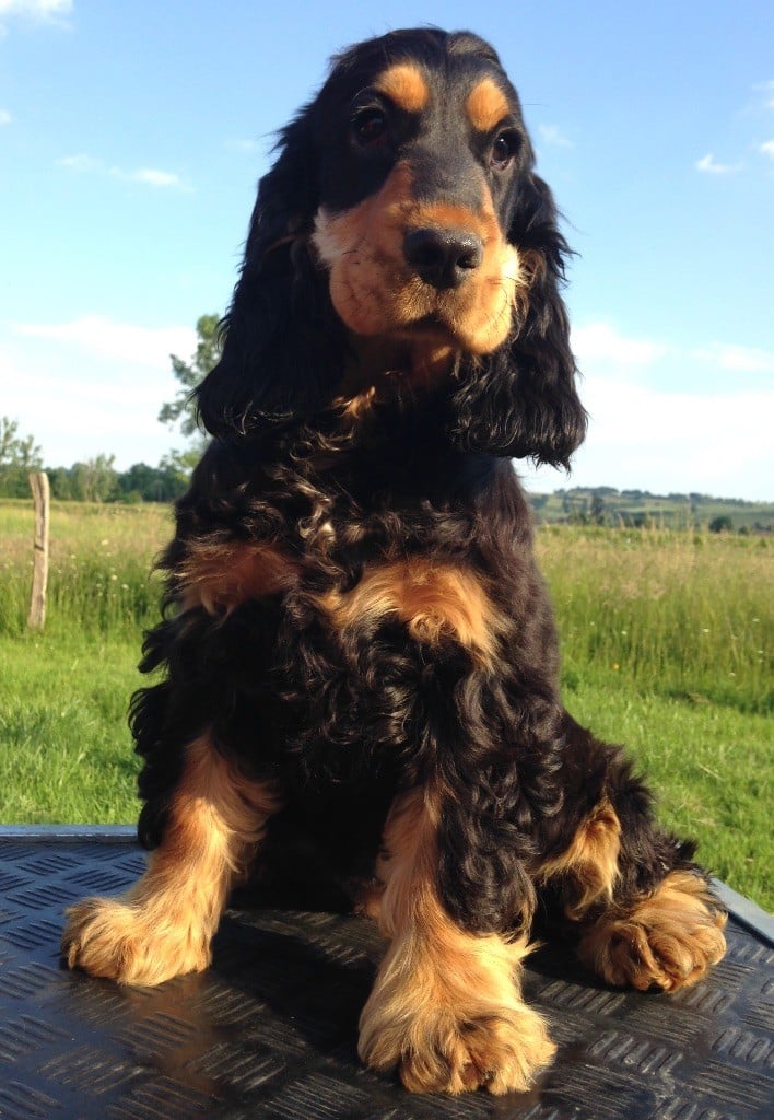 Publication : du domaine des matalis Auteur : Solacroup