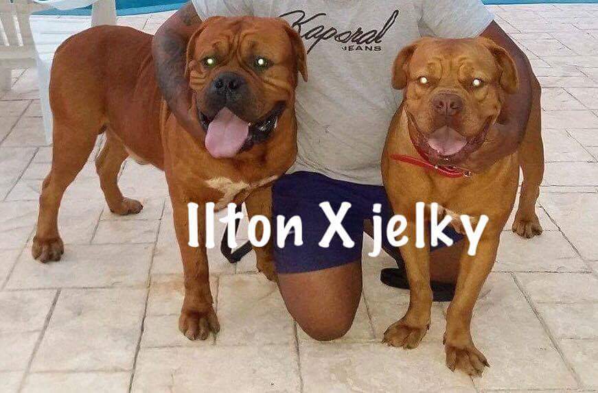 Ilton de La Tour Des Molosses