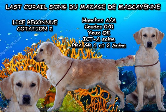 Last corail song Du mazage de mascayenne