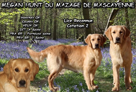 Megan hunt Du mazage de mascayenne