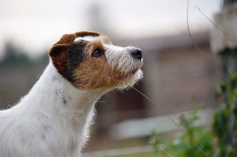 Jehna du Bois des Carnutes