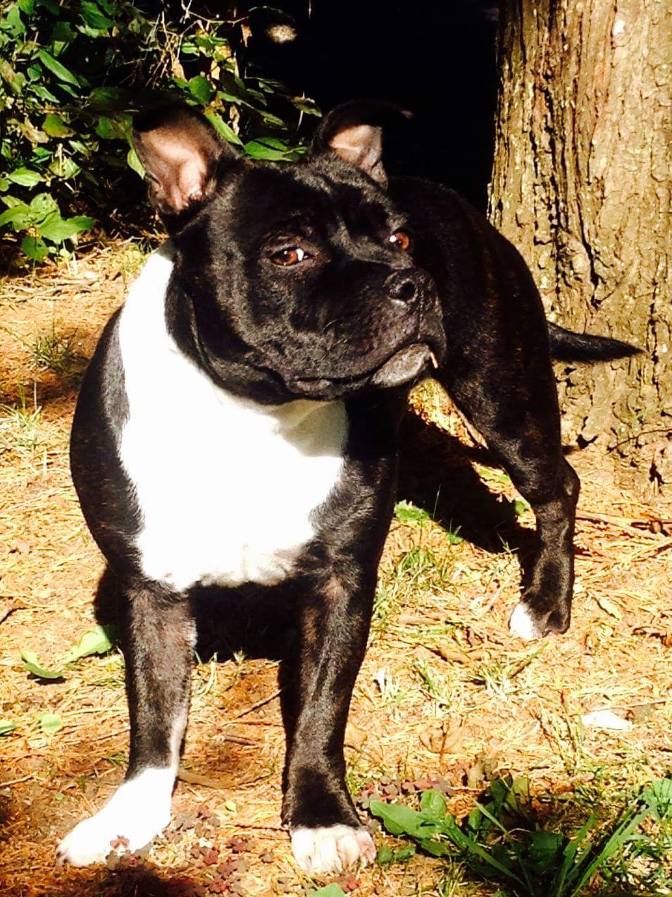 Publication : (Sans Affixe) Auteur : Moi