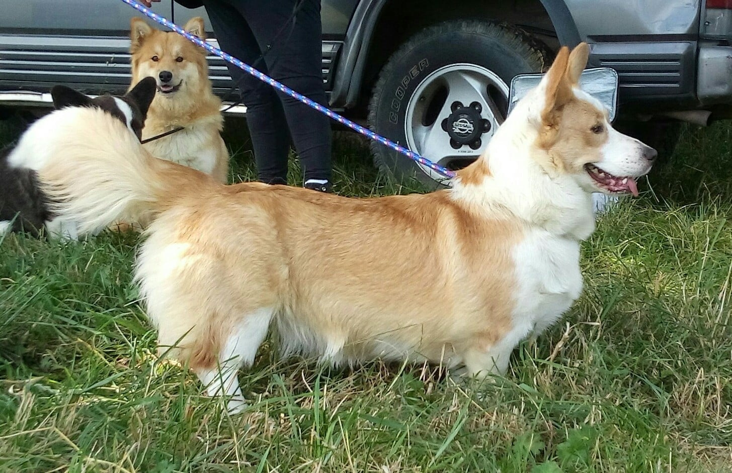 Publication : (Sans Affixe) 