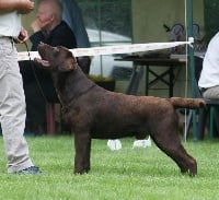 Étalon Labrador Retriever - Nelson du plateau de brabois