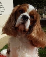 Étalon Cavalier King Charles Spaniel - Jimmy dean De castel peyrac