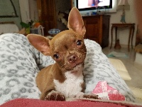Étalon Chihuahua - Machu picchu (Sans Affixe)
