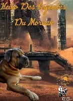 Étalon Cane Corso - Heiko Des Legendes Du Morvan