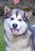 Étalon Alaskan Malamute - Moonlike of Red Eyes Woolf Shadow