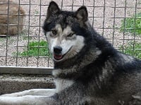 Étalon Alaskan Malamute - My own mystic moment of Greystone Shadow